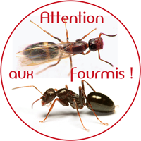 Logo Fourmis